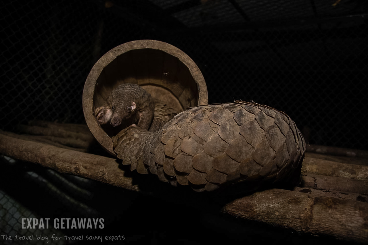 The pangolin is the most trafficked animal in the world. This pair are being rehabilitated by Wildlife Alliance.