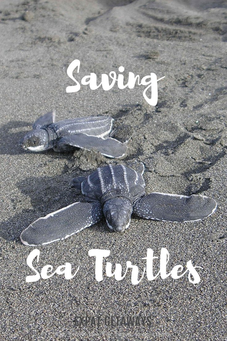 Saving sea turtles in Costa Rica was a life changing experience for me. I love marine life and eco tourism to I was very excited to have the chance again, this time in Sri Lanka with my husband!