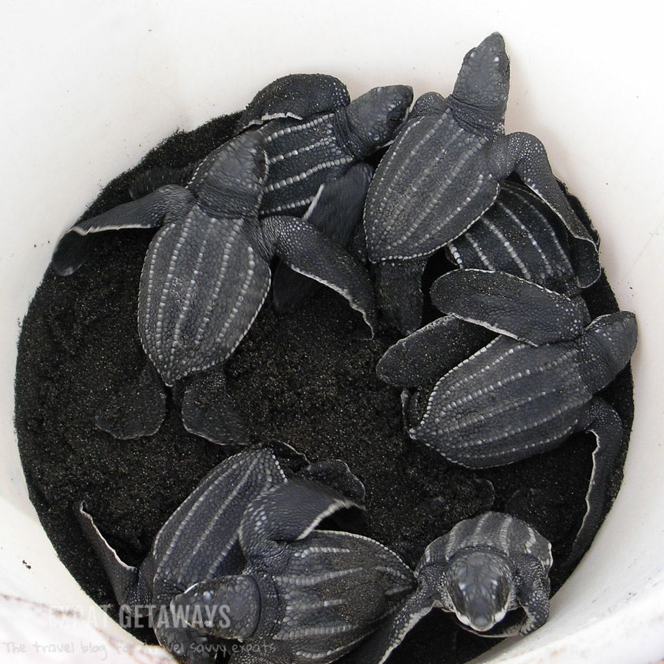 Baby leatherback sea turtles ready to be released at La Tortuga Feliz, Costa Rica. Expat Getaways, 7 Ways to be a More Responsible Traveller. 