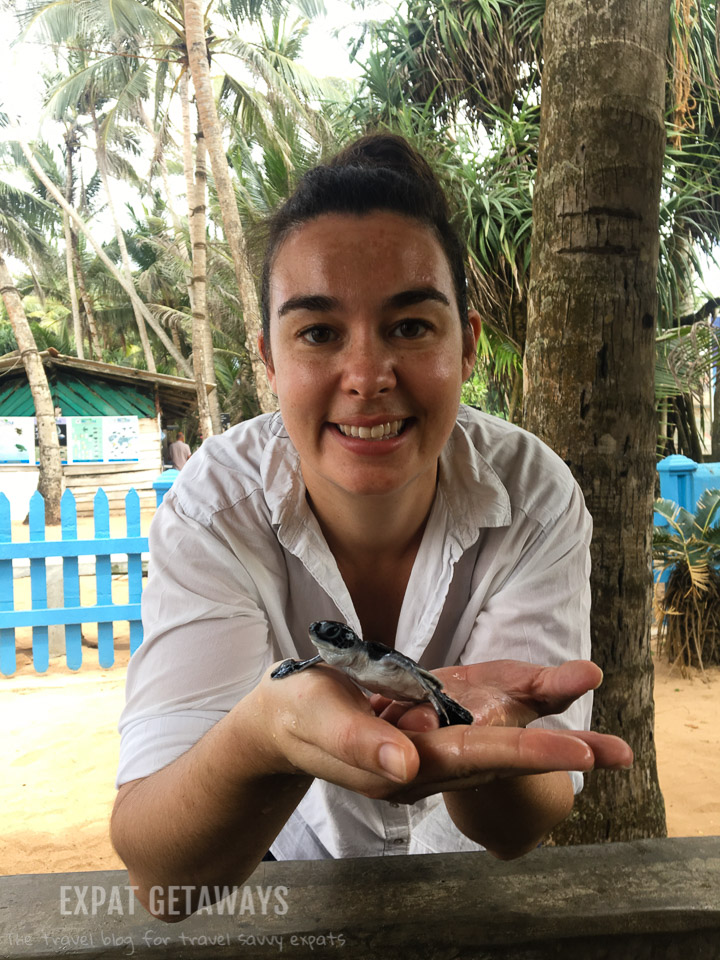 Jess with a sea turtle hatchling in Induruwa, Sri Lanka.