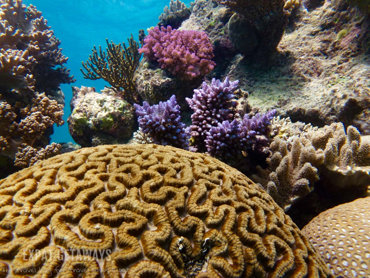 Those colours! Snorkelling on the Great Barrier Reef is a great way to see the brilliantly coloured corals just below the surface. 