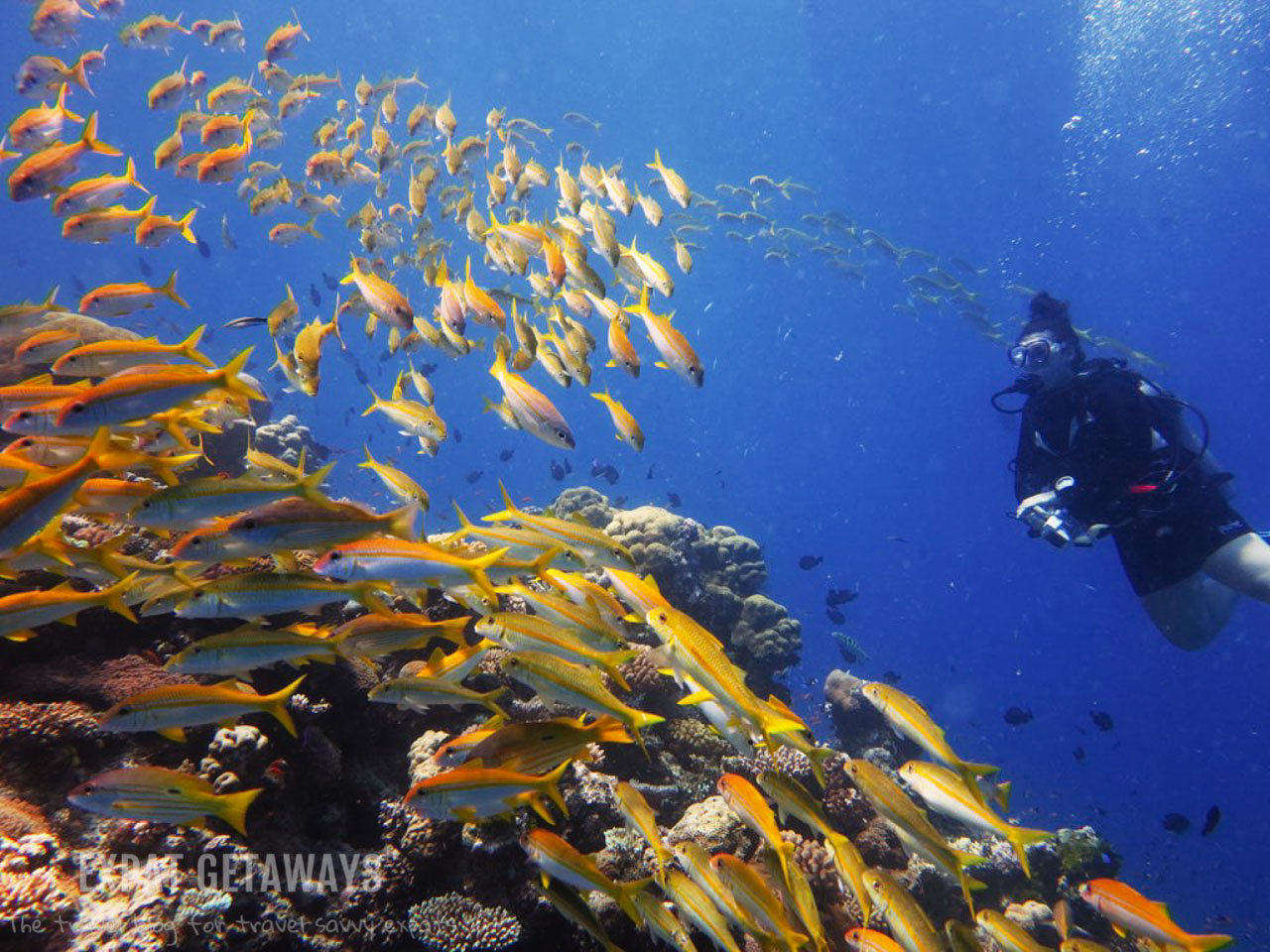 Scuba diving on a day trip from Cairns to the Great Barrier Reef. 