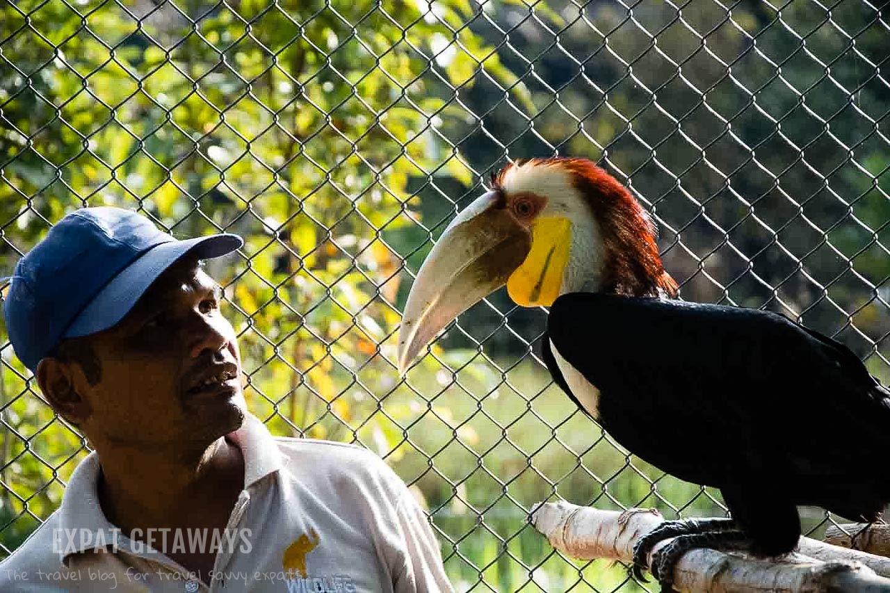 The keepers have a great relationship with some of the long term residents of the Koh Kong Wildlife Release Station.