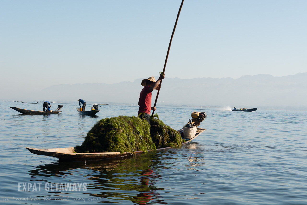 A fisherman on Inle Lake collecting seaweed for his fish farm. Inle Lake, Myanmar