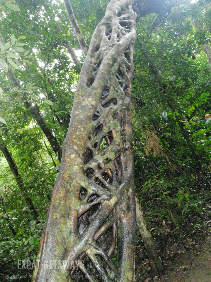 An amazing strangler fig is one of the highlights of the Marrdja Boardwalk in the Daintree Rainforest. 