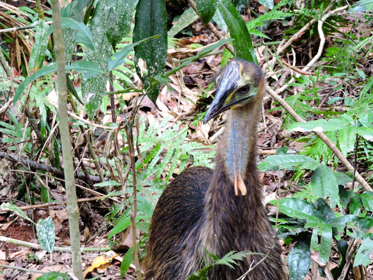 A juvenile cassowary spotted on the Jindalba Boardwalk in the Daintree Rainforest.