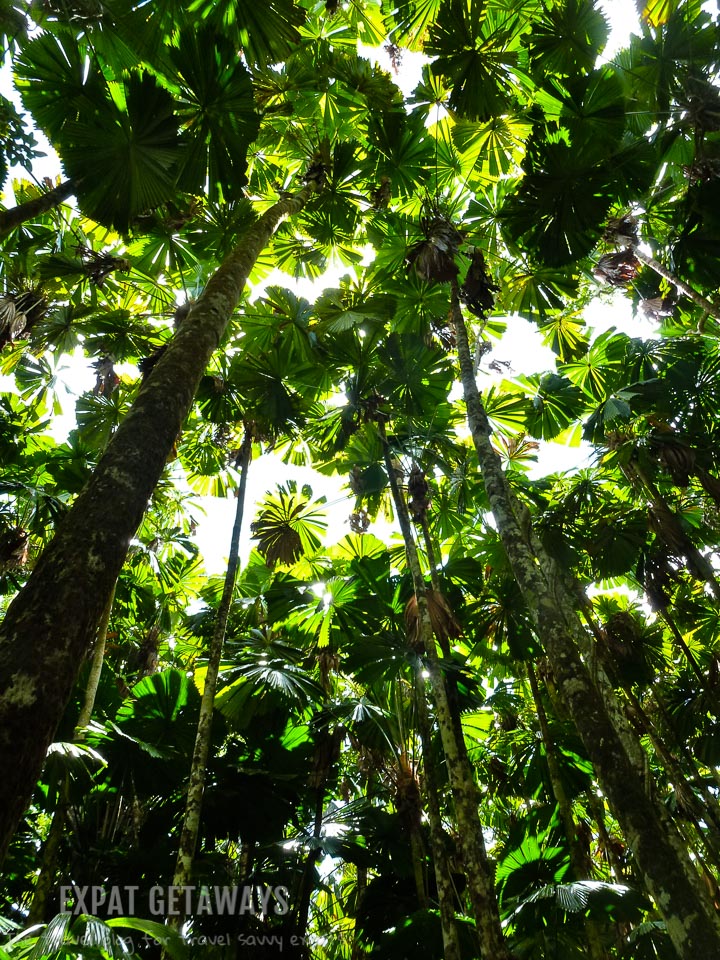 Gorgeous stands of fan palms forming the canopy of the ancient Daintree Rainforest.