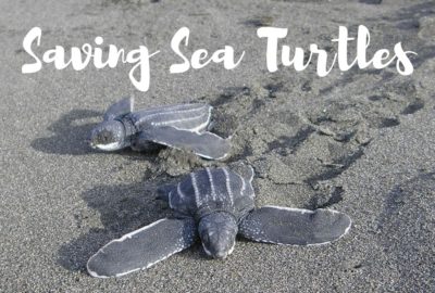 Saving Sea Turtles, Costa Rica and Sri Lanka.