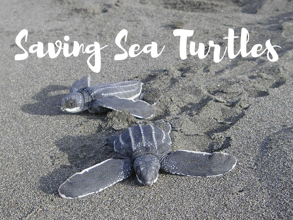 Saving Sea Turtles, Costa Rica and Sri Lanka.