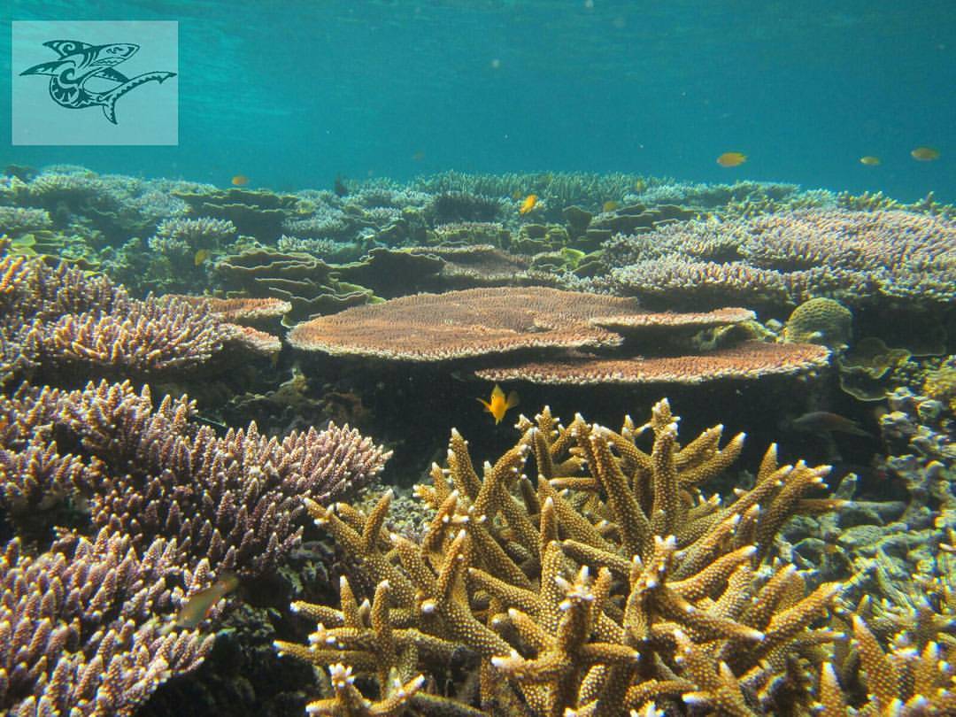 Coral reef Malaysia. 