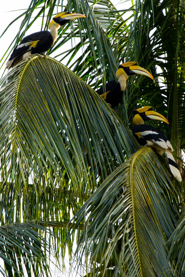 We got to hang out with the local wildlife everyday. The highlight was seeing giant hornbill birds around the Spa Village of Pangkor Laut Resort. 