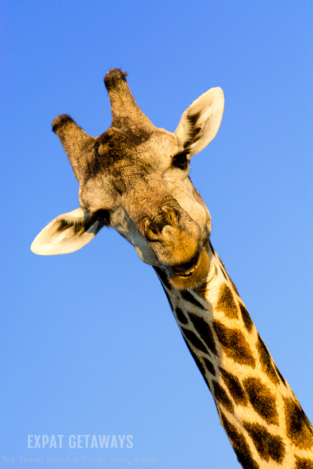 Giraffes are gentle giants and seen all over Chobe National Park, Botswana. Expat Getaways 2 Weeks in Southern Africa. 