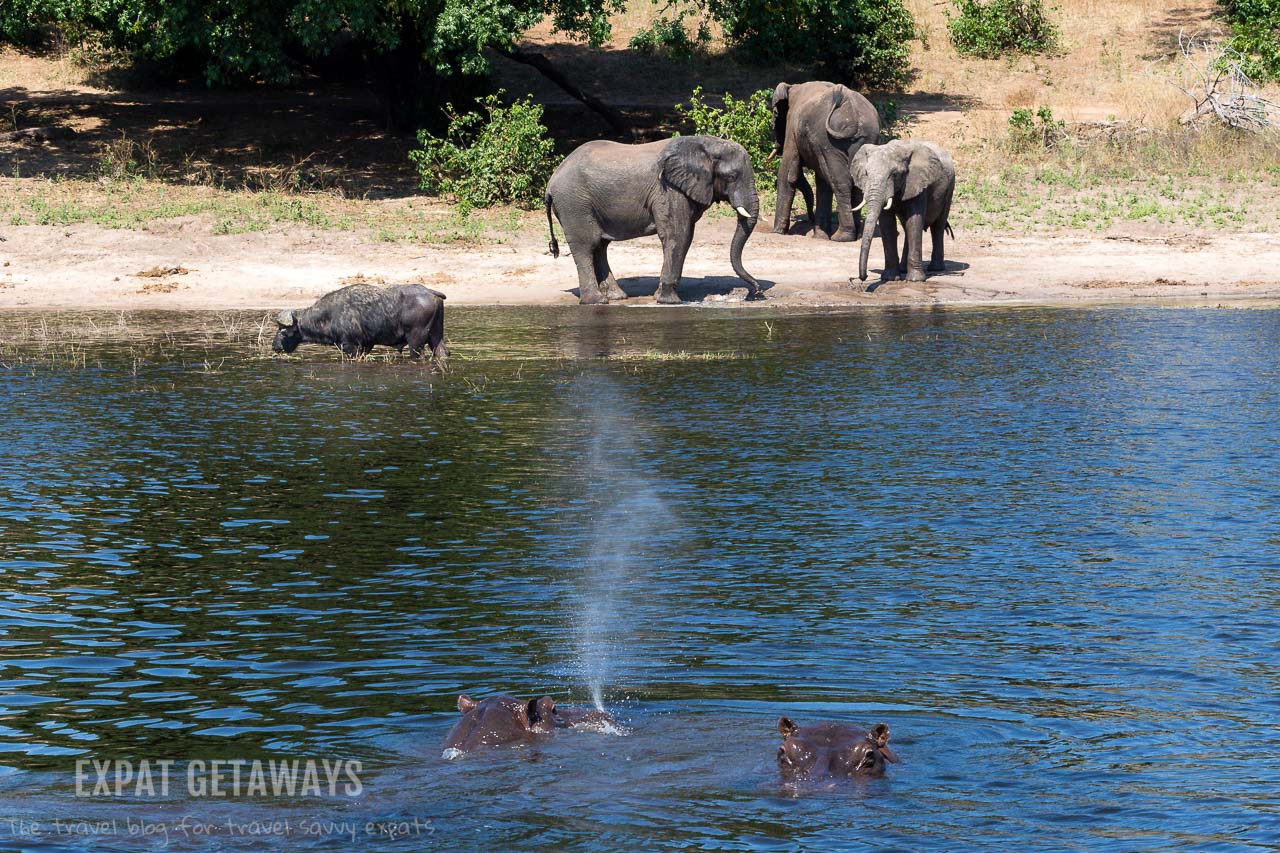One of my favourite moments of our Chobe River cruise in Botswana was spotting elephants and buffalo on the banks. Just as we were lining up photos, up came a hippo! Expat Getaways 2 Weeks in Southern Africa. 