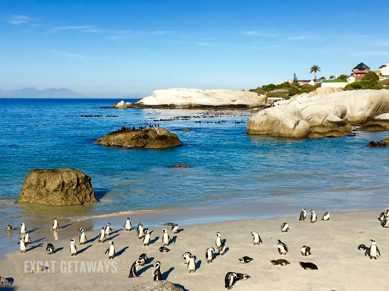 Animal cuteness at the Simon's Town penguin colony. This should be on every day trip to the Cape of Good Hope from Cape Town. Expat Getaways 2 Weeks in Southern Africa. 