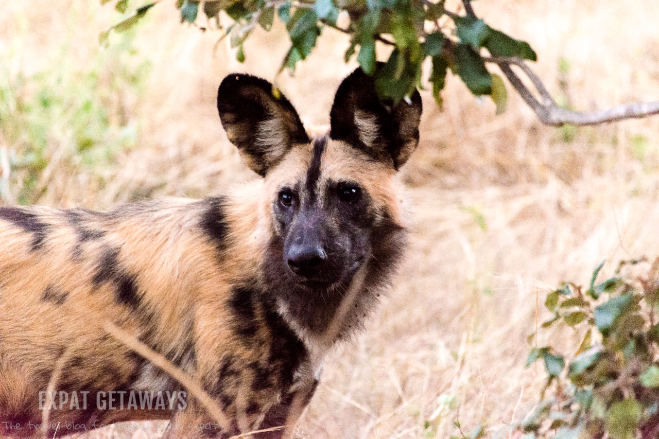 Spotting a pack of the highly endangered African wild dog was a highlight of our game drive in Chobe National Park, Botswana. Expat Getaways 2 Weeks in Southern Africa. 