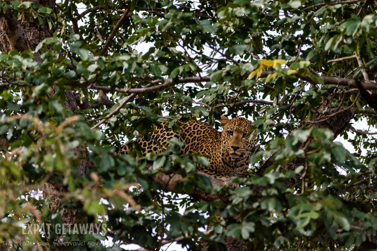 In Chobe National Park, Botswana anything is possible. On an early morning game drive we saw this leopard in a tree hiding from a pack of African wild dogs! Expat Getaways 2 Weeks in Southern Africa. 