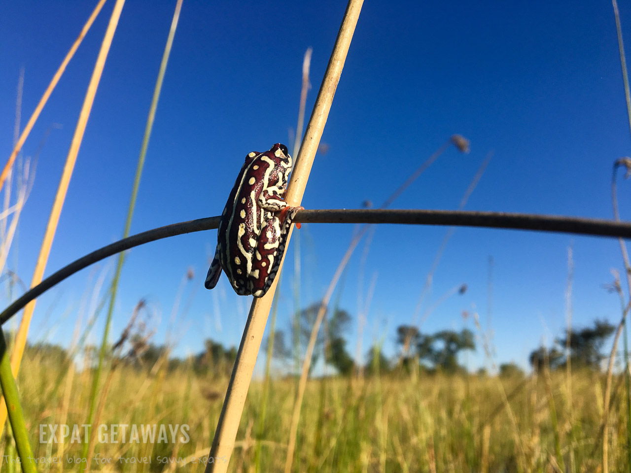From a mokoro (a traditional dugout canoe) you can get up close to the smaller wildlife of the Okavango Delta, Botswana. You might spot this tiny reed frog. Expat Getaways 2 Weeks in Southern Africa. 