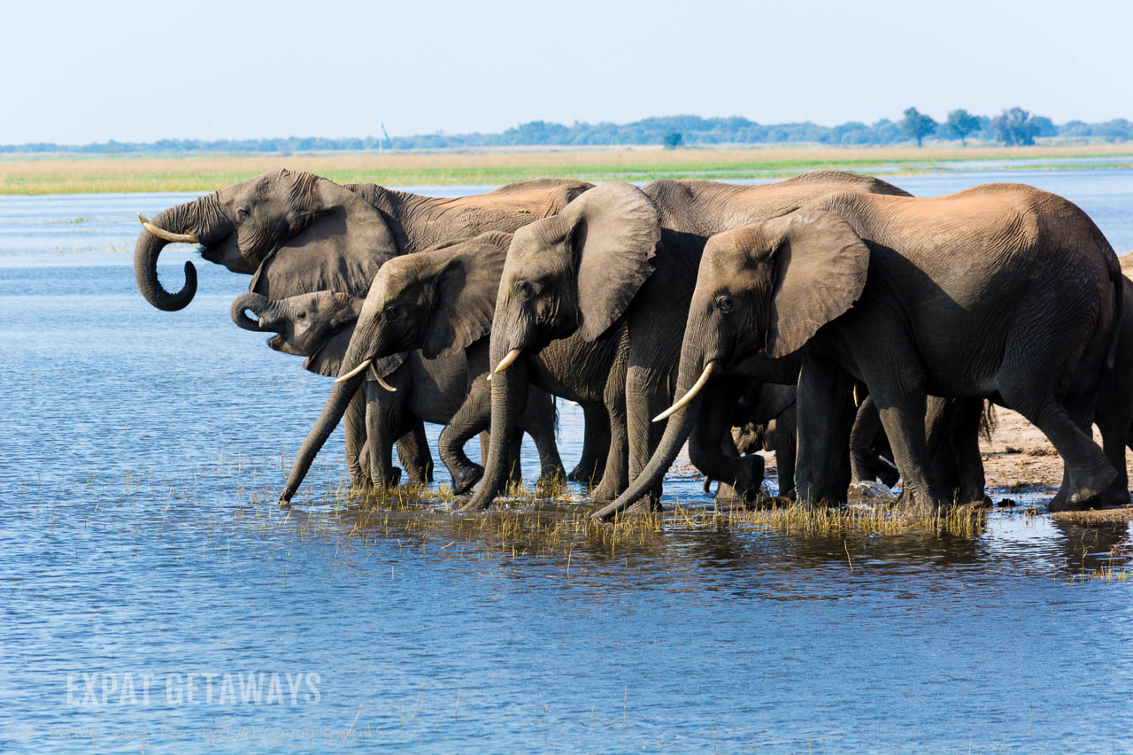 Wow! A huge herd of elephants wandering down to the Chobe River, Botswana in the late afternoon for a drink and a play. Expat Getaways 2 Weeks in Southern Africa.