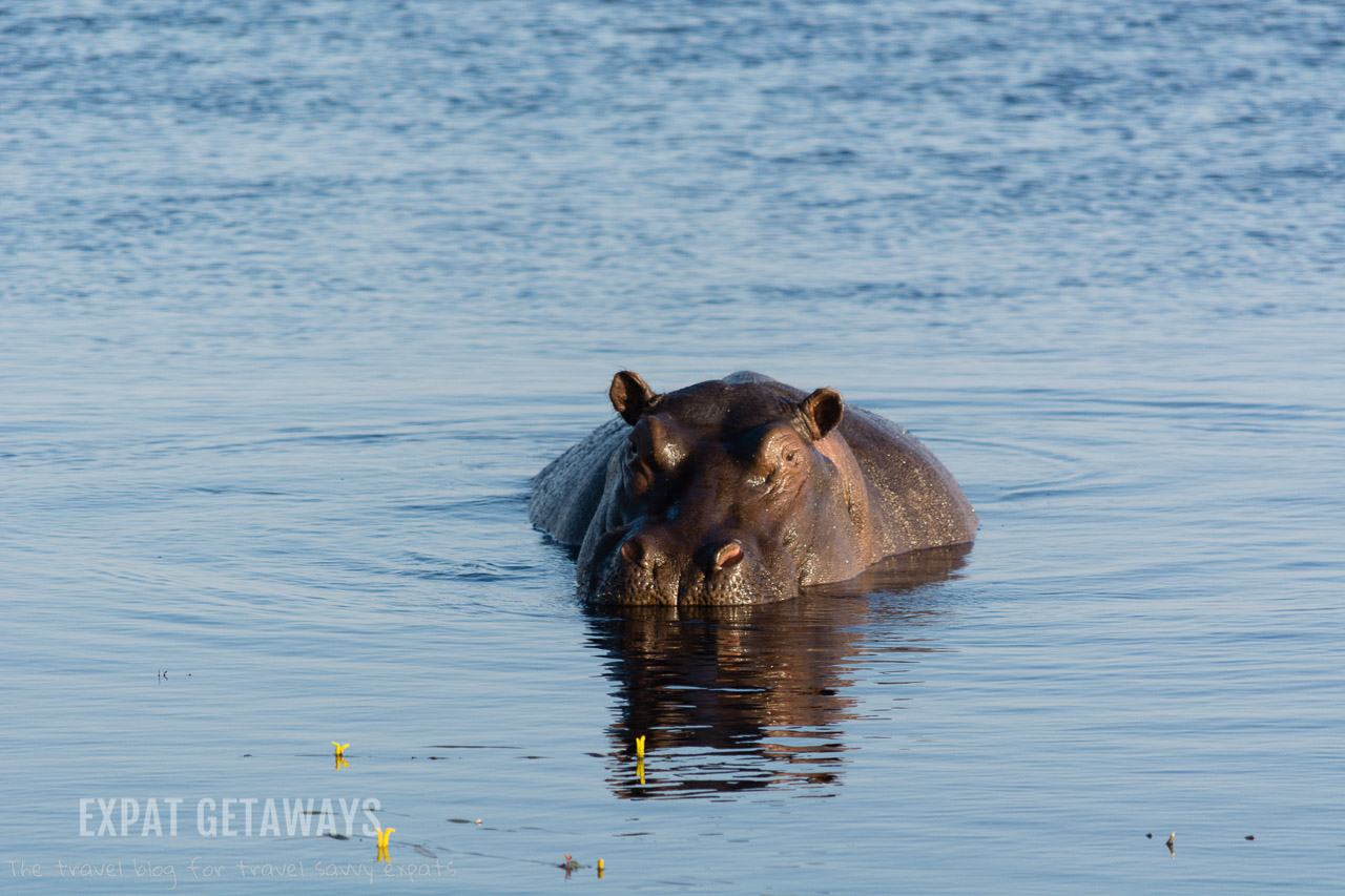 We were promised hippos and weren't disappointed! There were so many packed into the waters of the Zambezi, Chobe and Okavango Rivers. Expat Getaways 2 weeks in Southern Africa.