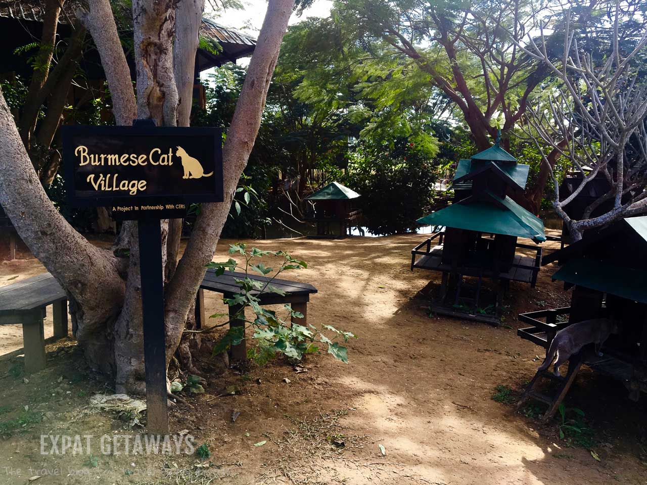 Inle Heritage have built a whole village dedicated to Burmese cats. Inle Lake, Myanmar.