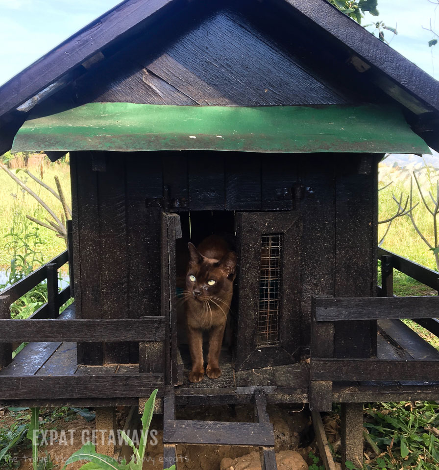 The Burmese cats have run of the island at Inle Heritage. Inle Lake, Myanmar. 