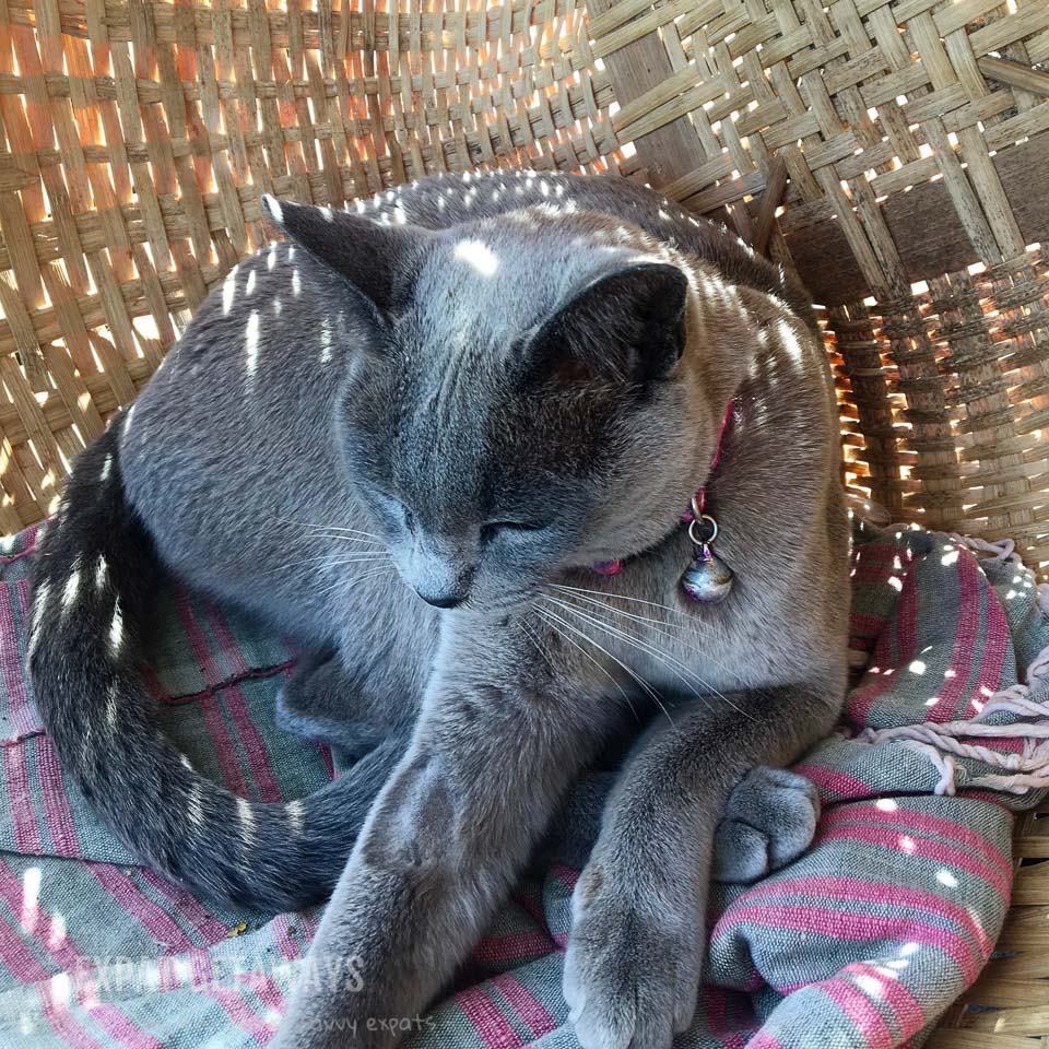 At Inle Lake you can visit a breeder of beautiful Burmese cats. Inle Lake, Myanmar.