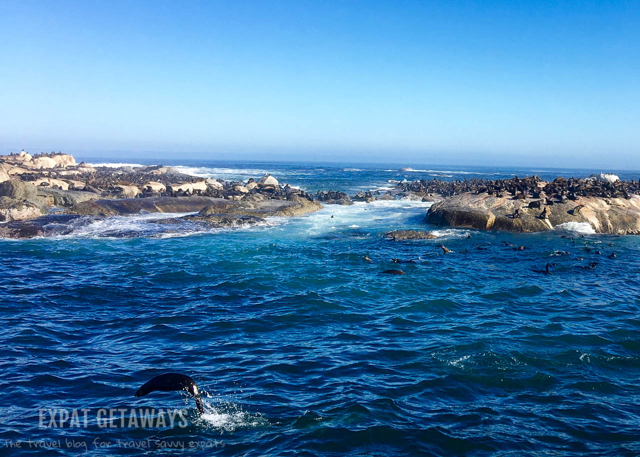 A quick trip out to Seal Island is well worth it during your visit to Hout Bay and the Cape of Good Hope. Can you spot the jumping seal? Expat Getaways One Week in Cape Town, South Africa.