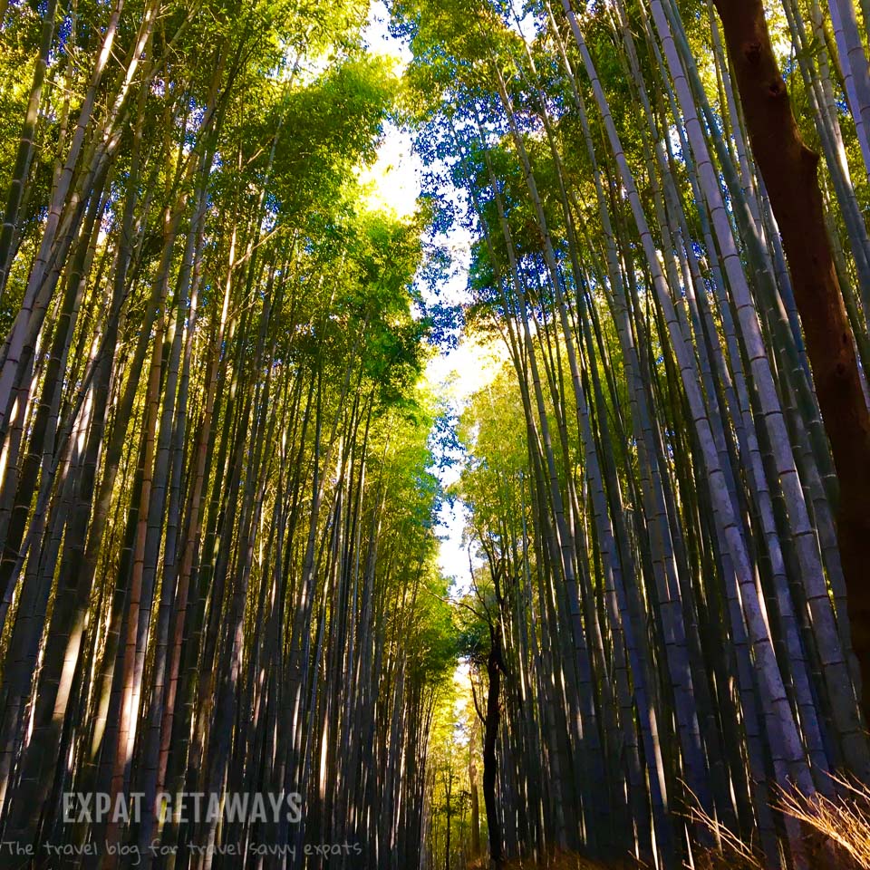 Exploring the bamboo forest outside Kyoto, Japan. Expat Getaways - Babymoon Destinations. 