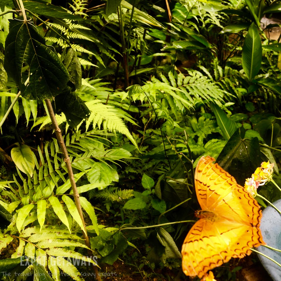 Kuang Si Butterfly House. Luang Prabang, Laos. Expat Getaways, 48 Hours in Luang Prabang, Laos.